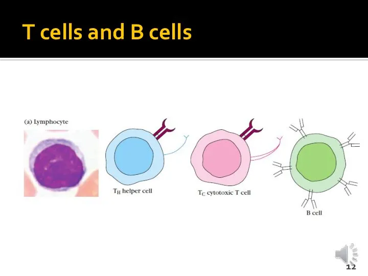 T cells and B cells
