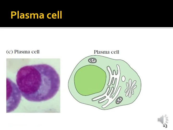 Plasma cell