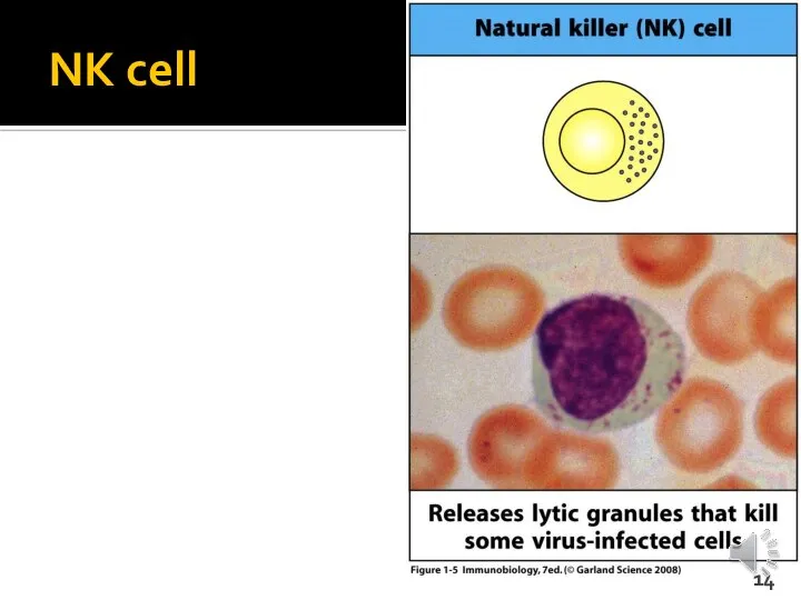 NK cell