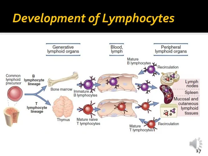 Development of Lymphocytes