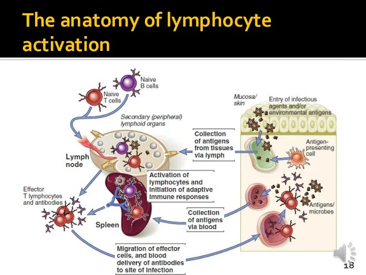 The anatomy of lymphocyte activation