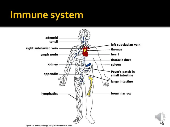 Immune system