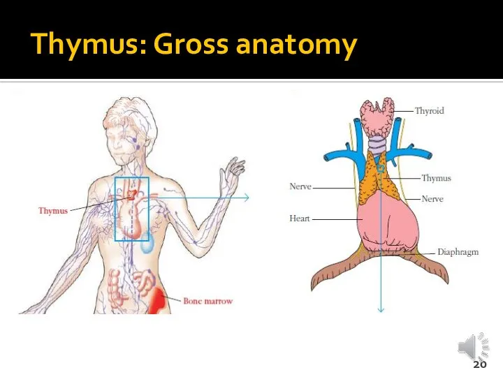 Thymus: Gross anatomy