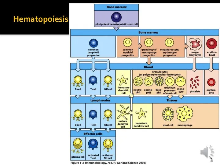 Hematopoiesis