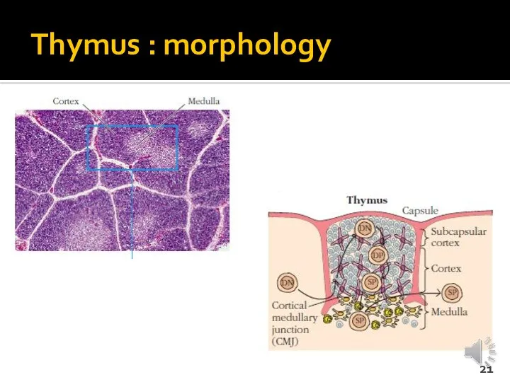 Thymus : morphology