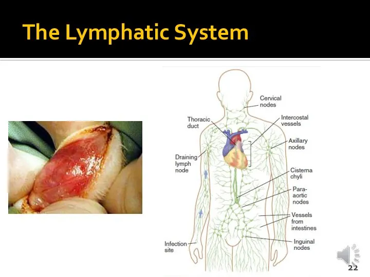 The Lymphatic System