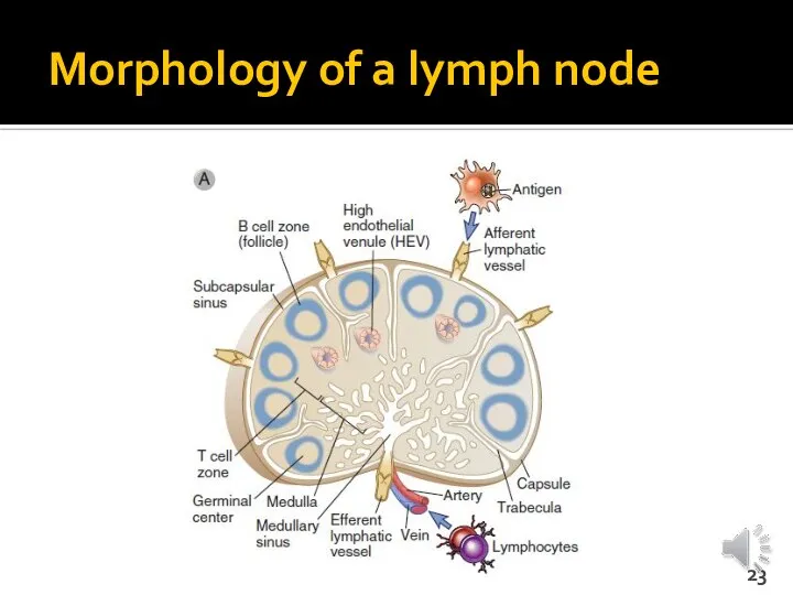 Morphology of a lymph node
