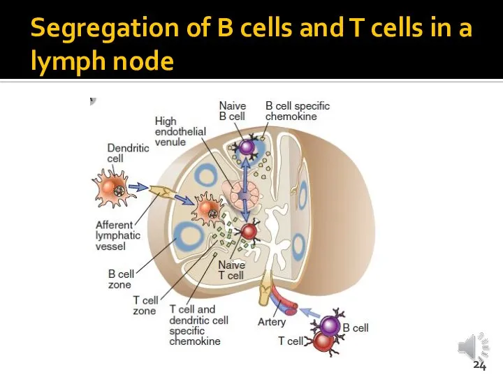 Segregation of B cells and T cells in a lymph node