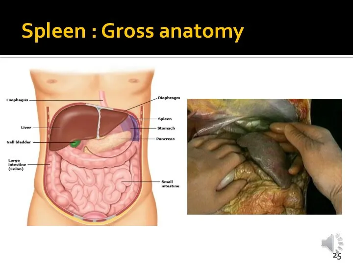 Spleen : Gross anatomy