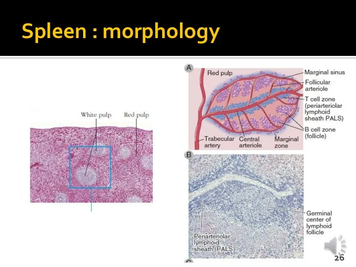 Spleen : morphology