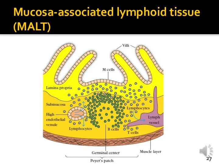Mucosa-associated lymphoid tissue (MALT)