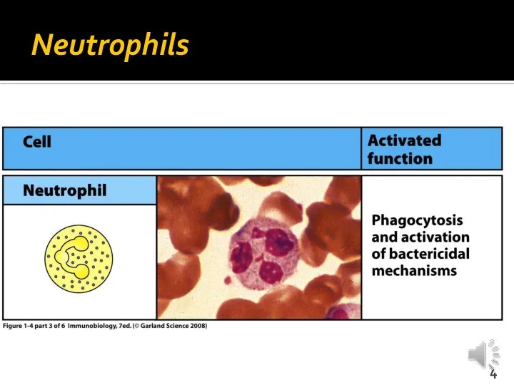 Neutrophils