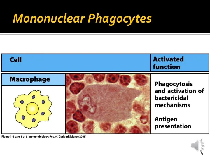 Mononuclear Phagocytes