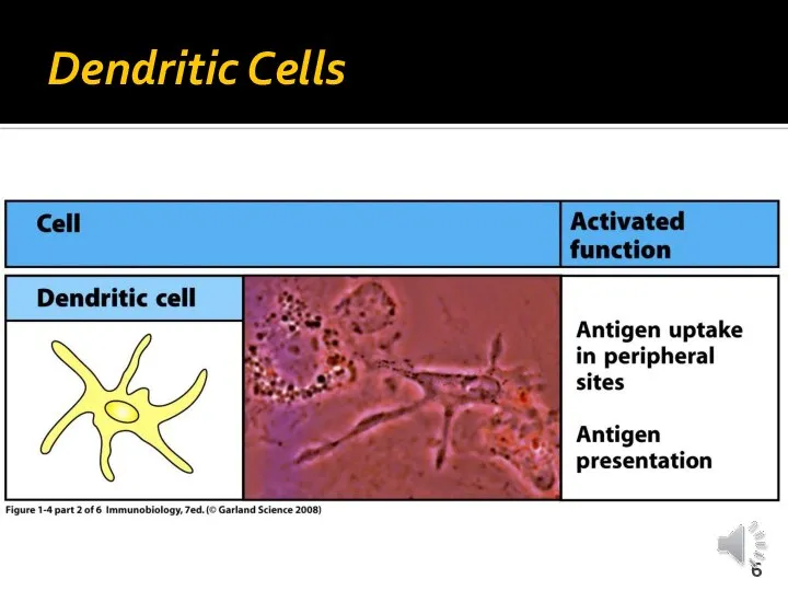 Dendritic Cells