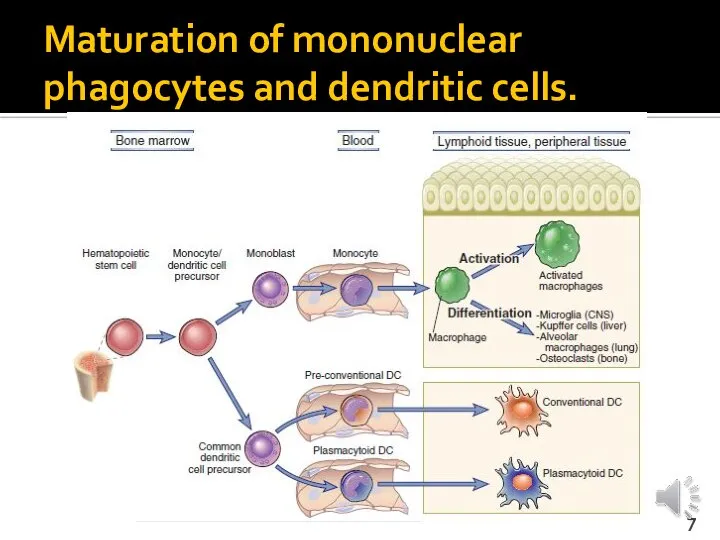 Maturation of mononuclear phagocytes and dendritic cells.