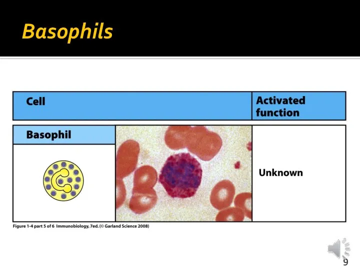 Basophils