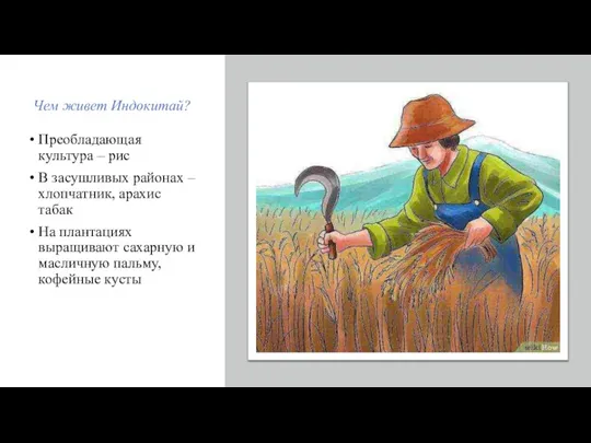 Чем живет Индокитай? Преобладающая культура – рис В засушливых районах – хлопчатник,