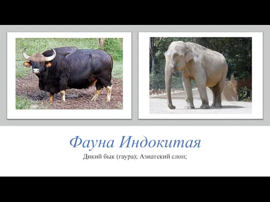 Фауна Индокитая Дикий бык (гаура); Азиатский слон;