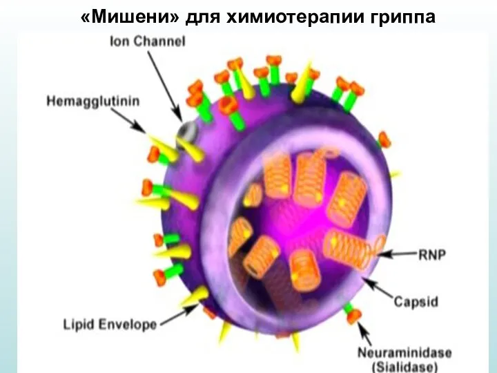 «Мишени» для химиотерапии гриппа