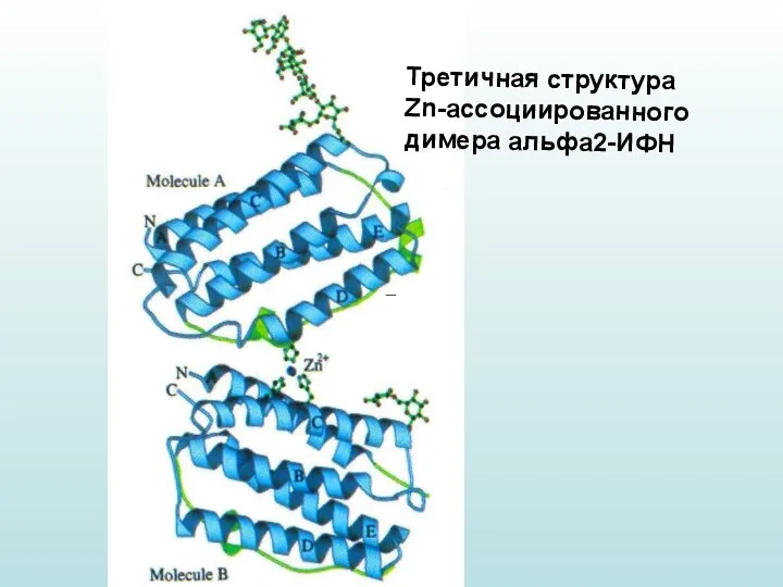 Третичная структура Zn-ассоциированного димера альфа2-ИФН –