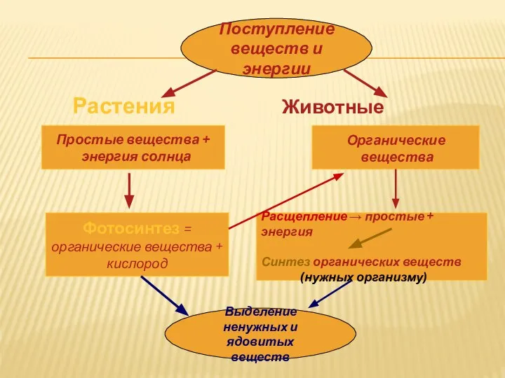 Растения Животные Поступление веществ и энергии Простые вещества + энергия солнца Фотосинтез