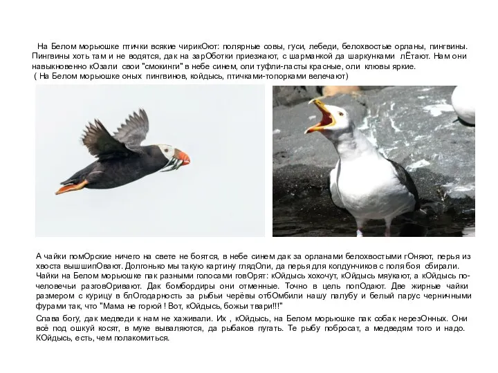 На Белом морьюшке птички всякие чирикОют: полярные совы, гуси, лебеди, белохвостые орланы,