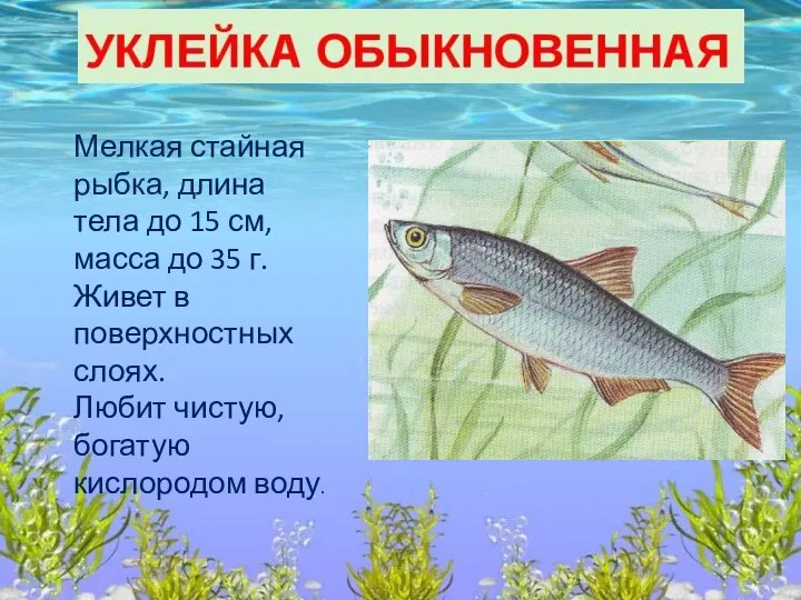 Мелкая стайная рыбка, длина тела до 15 см, масса до 35 г.