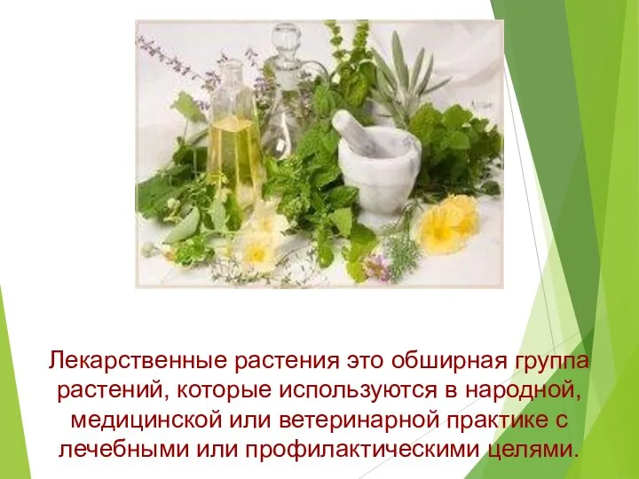 Лекарственные растения это обширная группа растений, которые используются в народной, медицинской или
