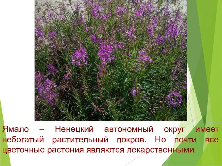 Ямало – Ненецкий автономный округ имеет небогатый растительный покров. Но почти все цветочные растения являются лекарственными.