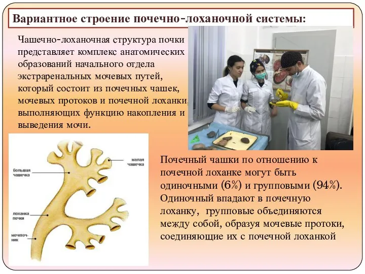 Вариантное строение почечно-лоханочной системы: Чашечно-лоханочная структура почки представляет комплекс анатомических образований начального