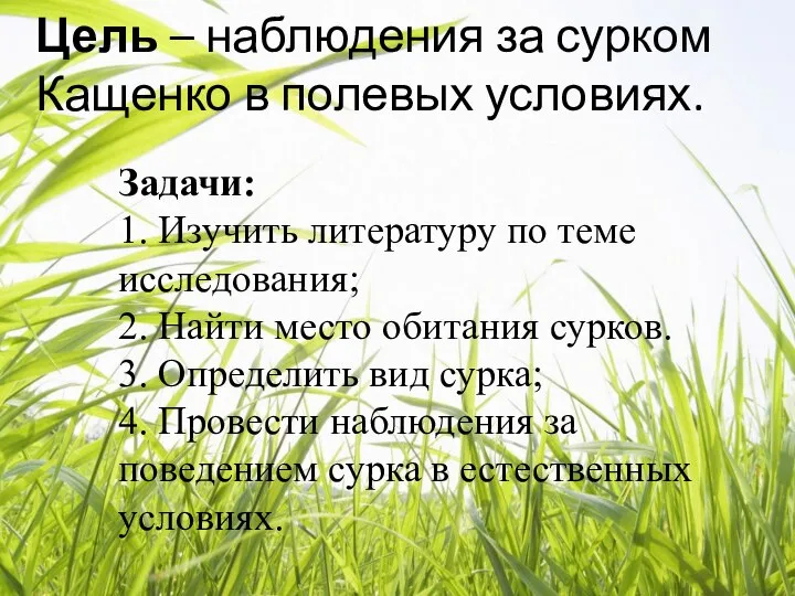 Цель – наблюдения за сурком Кащенко в полевых условиях. Задачи: 1. Изучить