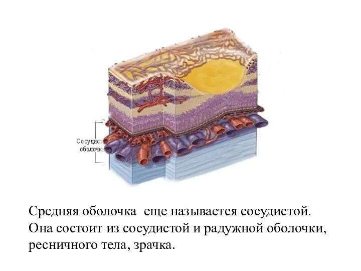 Средняя оболочка еще называется сосудистой. Она состоит из сосудистой и радужной оболочки, ресничного тела, зрачка.