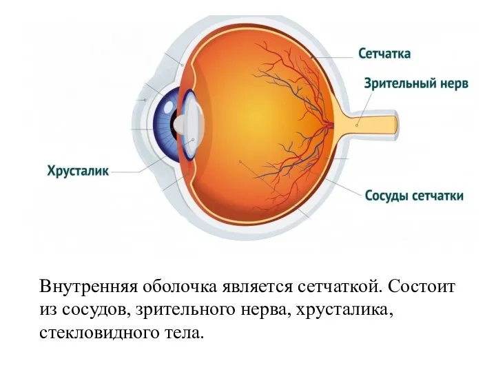 Внутренняя оболочка является сетчаткой. Состоит из сосудов, зрительного нерва, хрусталика, стекловидного тела.