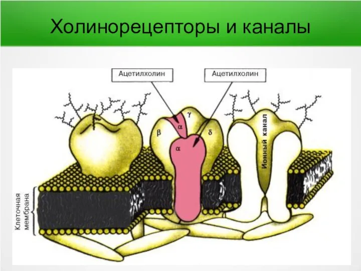 Холинорецепторы и каналы