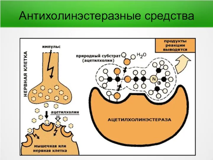 Антихолинэстеразные средства