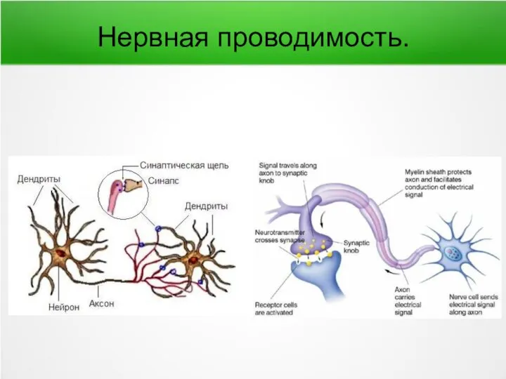 Нервная проводимость.