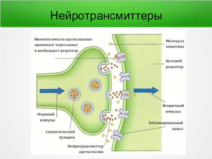 Нейротрансмиттеры