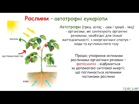 Рослини – автотрофні еукаріоти Автотрофи (грец. αὐτός - сам і τροφή -