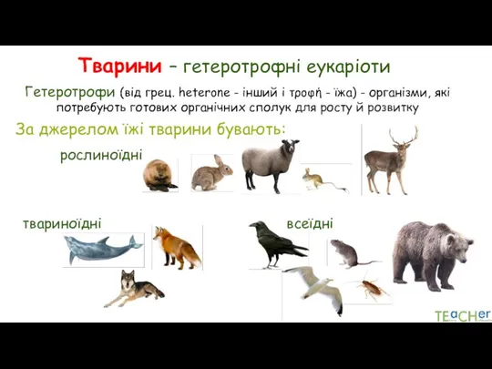 Тварини – гетеротрофні еукаріоти Гетеротрофи (від грец. heterone - інший і τροφή