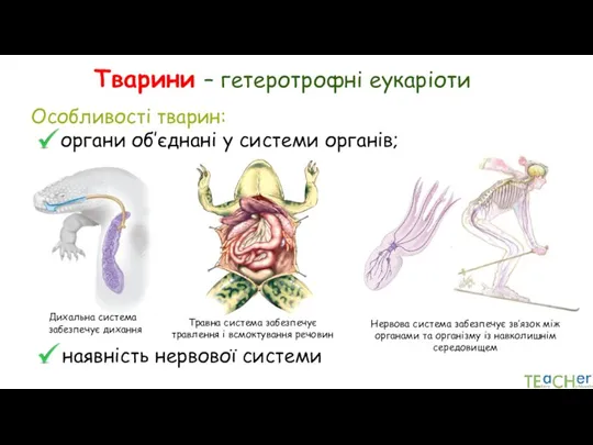 Тварини – гетеротрофні еукаріоти Особливості тварин: органи об’єднані у системи органів; наявність нервової системи