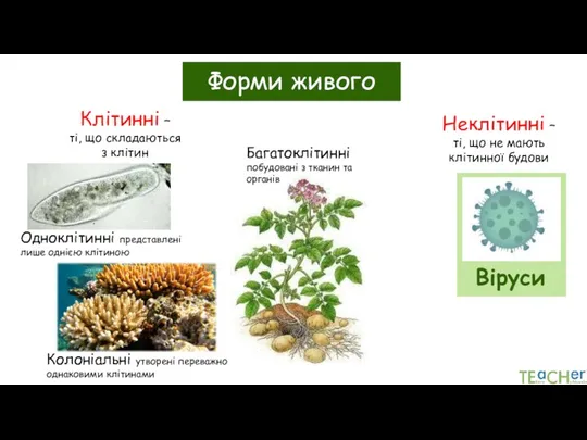 Форми живого Одноклітинні представлені лише однією клітиною Багатоклітинні побудовані з тканин та