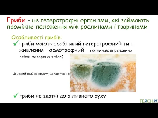 Гриби - це гетеротрофні організми, які займають проміжне положення між рослинами і