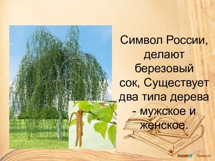 Символ России, делают березовый сок, Существует два типа дерева - мужское и женское.