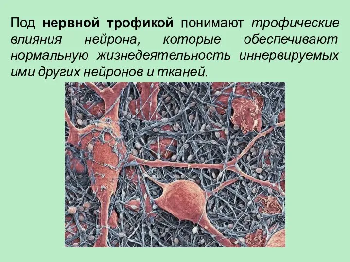 Под нервной трофикой понимают трофические влияния нейрона, которые обеспечивают нормальную жизнедеятельность иннервируемых