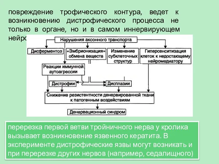 повреждение трофического контура, ведет к возникновению дистрофического процесса не только в органе,