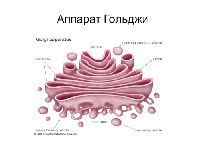 Аппарат Гольджи