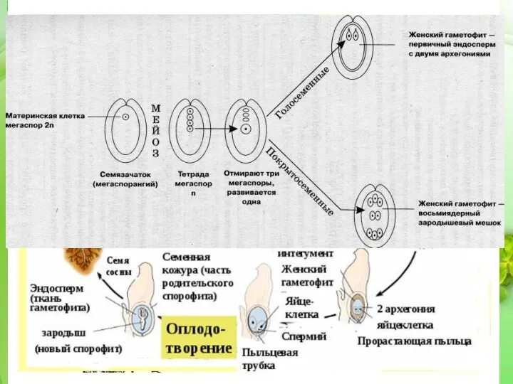 Зрелый спорофит