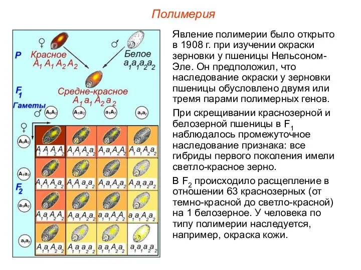 Явление полимерии было открыто в 1908 г. при изучении окраски зерновки у