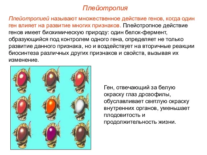 Плейотропией называют множественное действие генов, когда один ген влияет на развитие многих