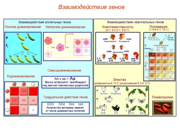 Взаимодействие генов